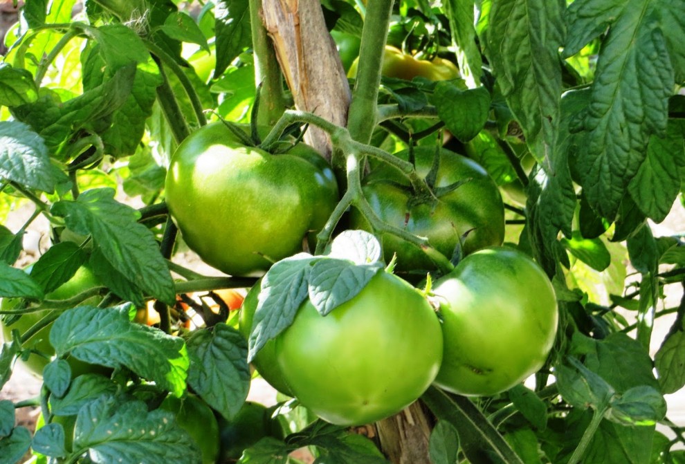 tomates cultivo agricultura hortaliza