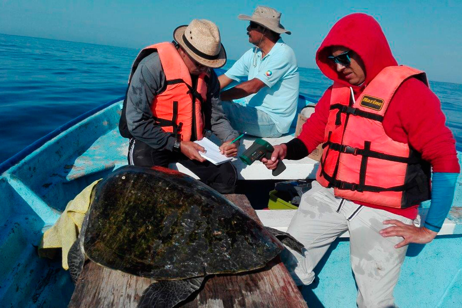 Autoridades “simulan” estudios sobre muerte de tortugas en el Golfo ... - BCS Noticias
