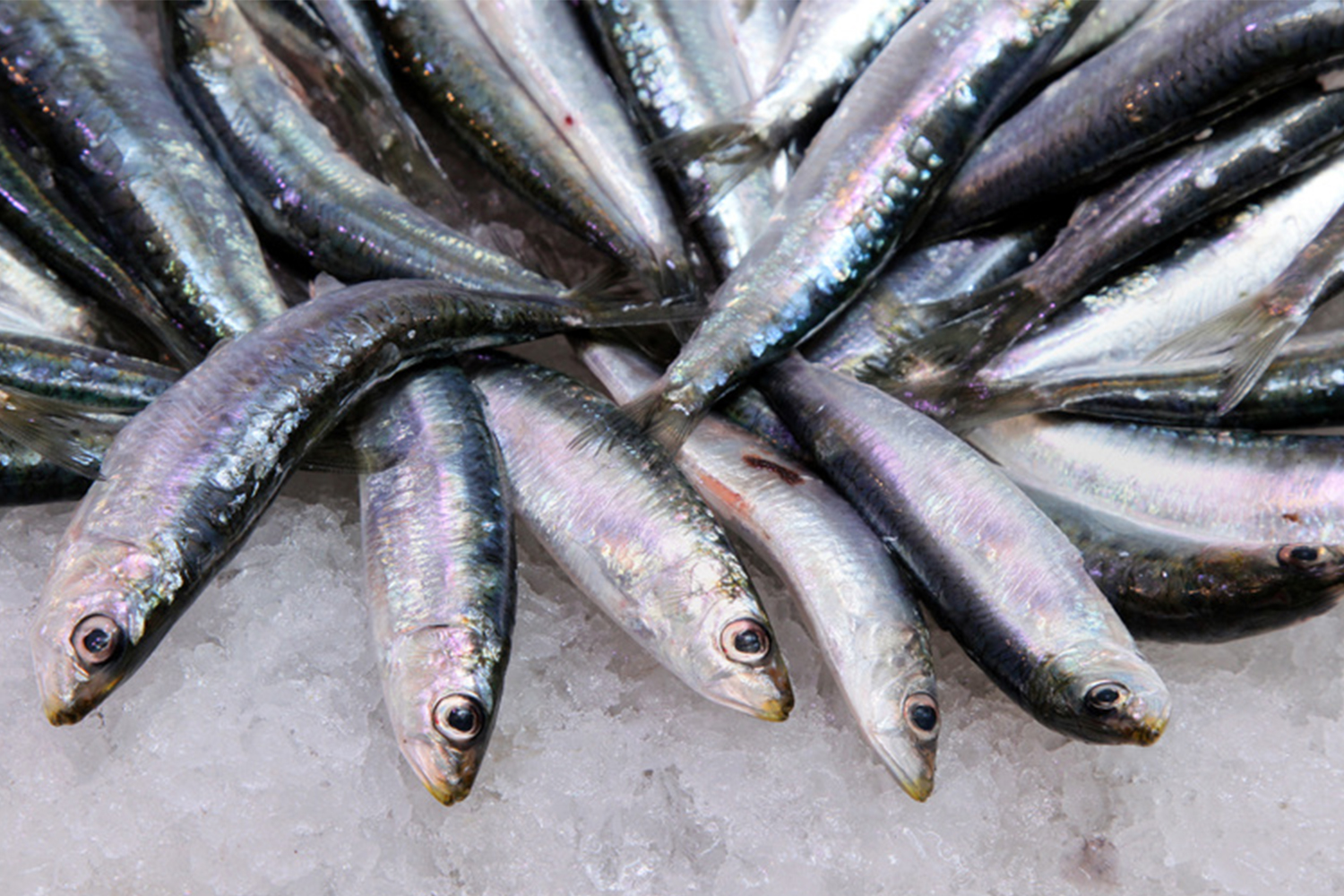 Aumentó en 44 % la producción de sardina en Puerto San Carlos