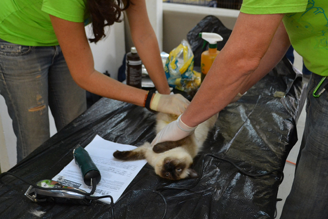 Sociedad Humanitaria de La Paz esterilizacion perros y gatos 1