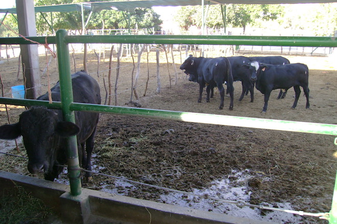 vacas becerros granjas veterinarios