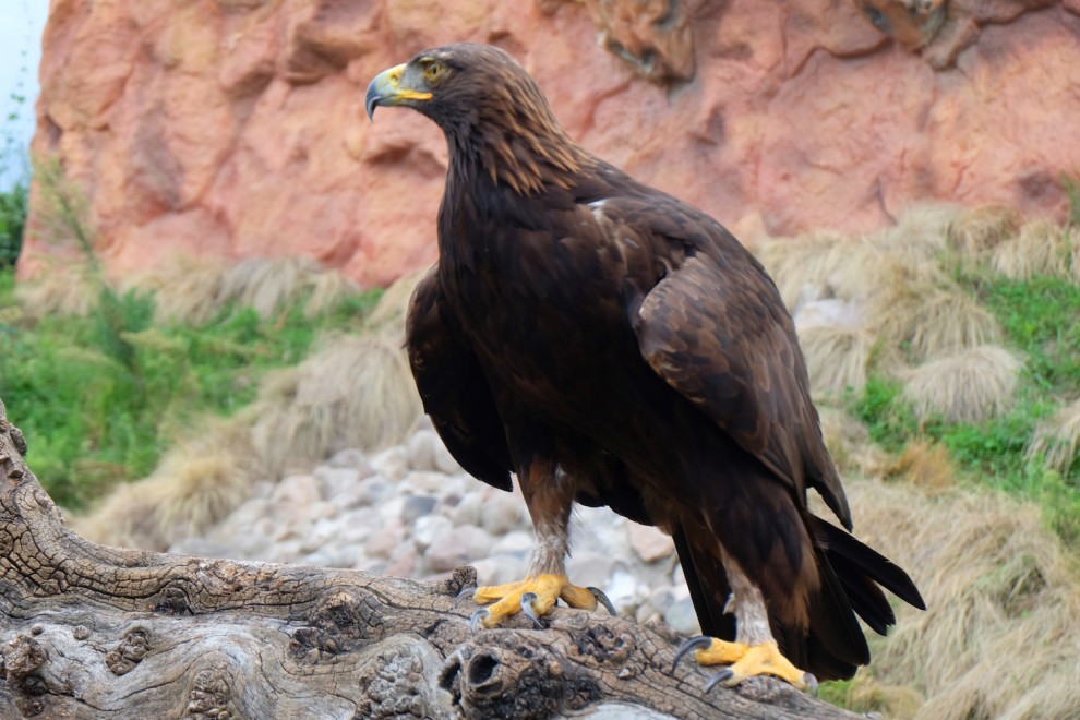 BCS es uno de los estados donde habita el águila real, especie en peligro  de extinción - BCS Noticias