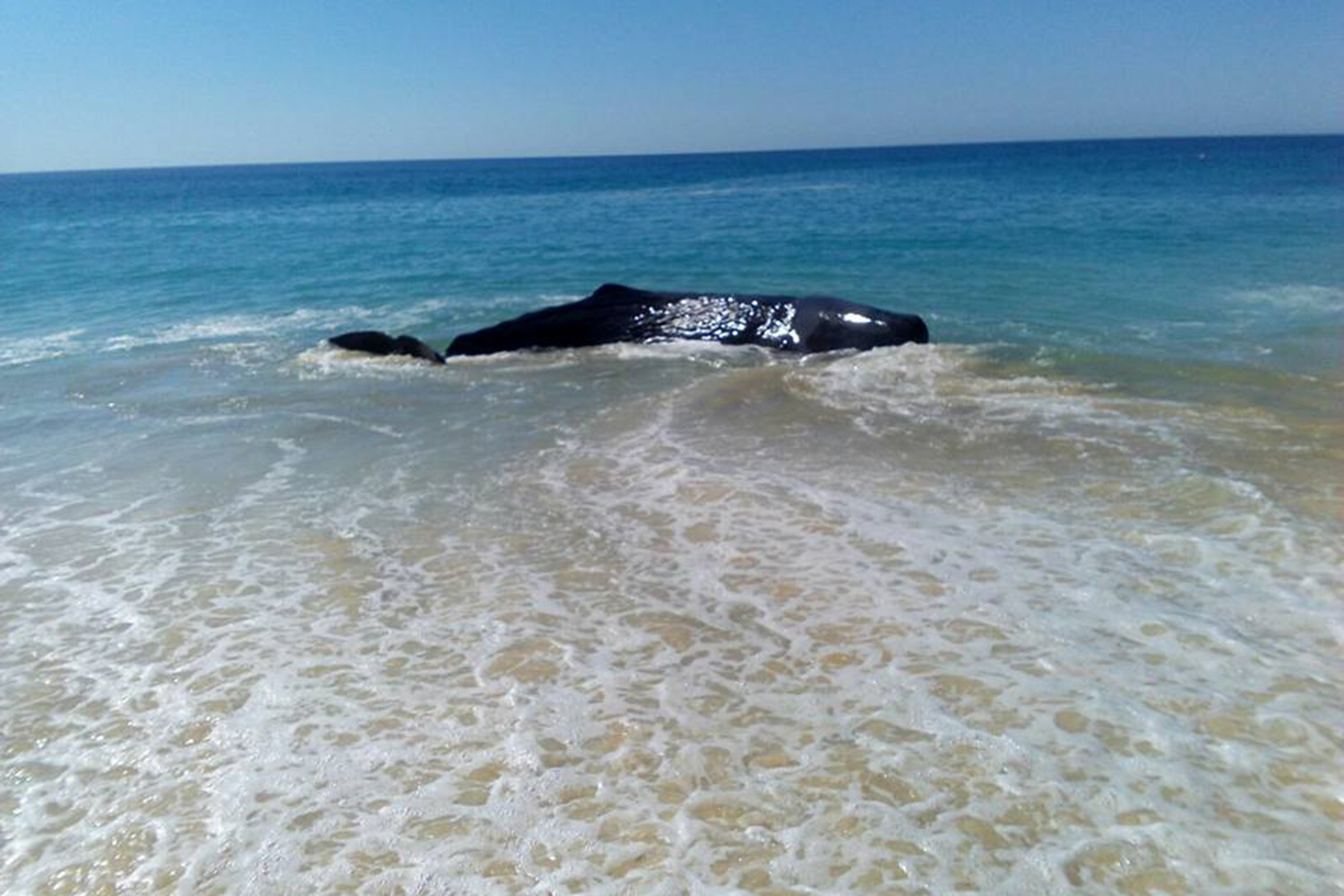 Se vara ballena jorobada en san josé del cabo, y ninguna autoridad asiste a rescatarla - bcs noticias