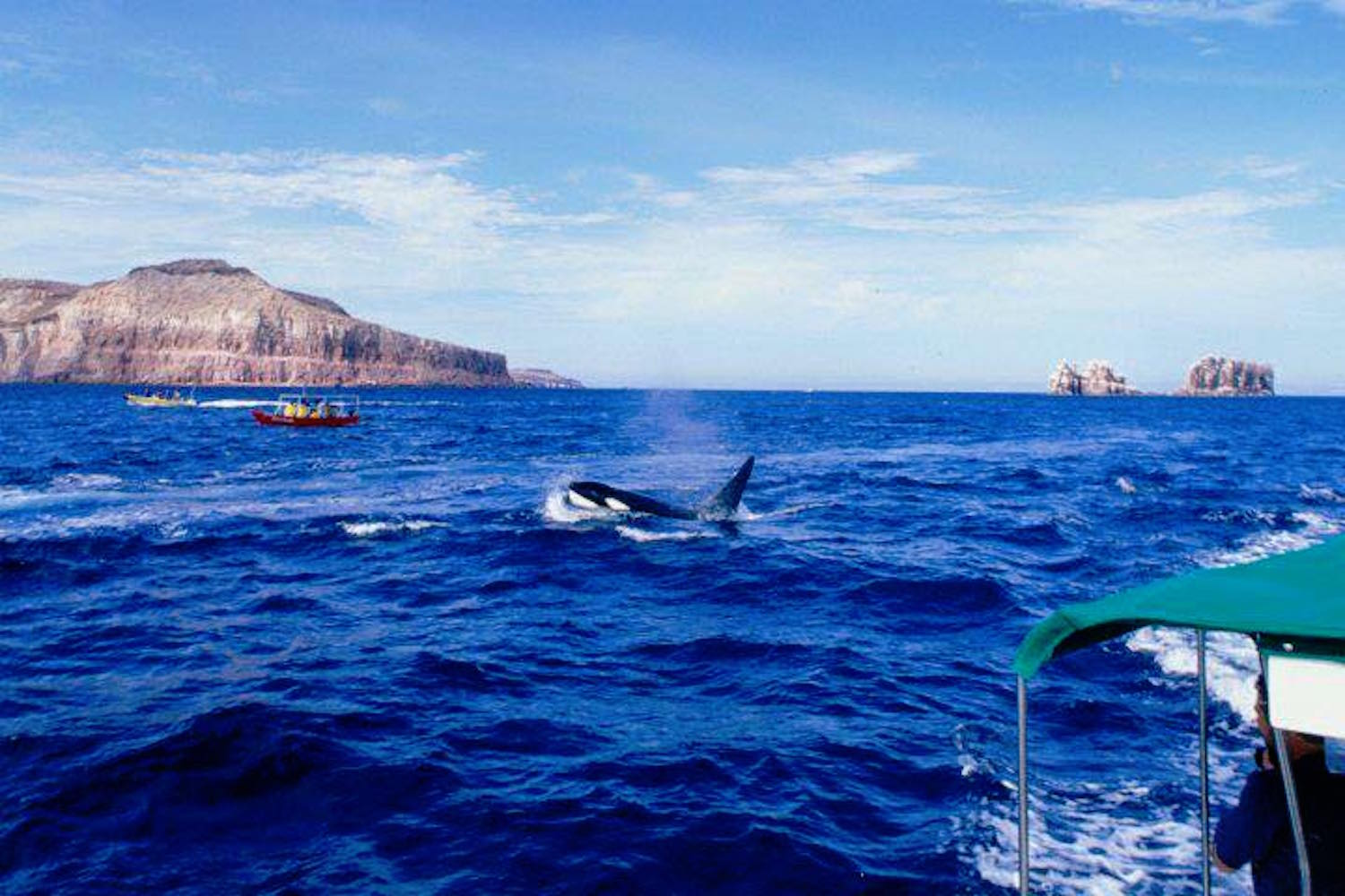 orcas la paz isla espiritu santo1