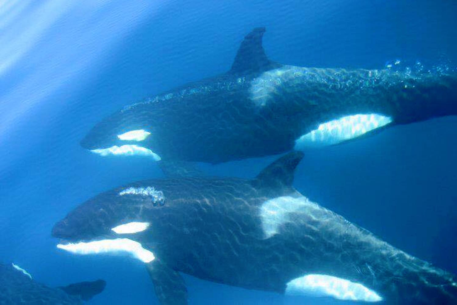 orcas la paz isla espiritu santo3