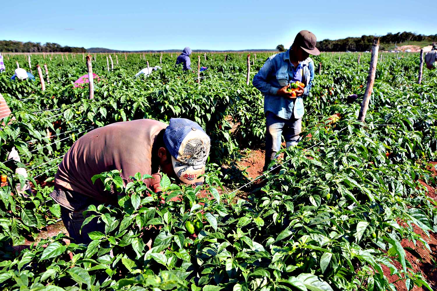 UABCS desarrolla proyecto agrícola de huertos sustentables para la producción de alimentos