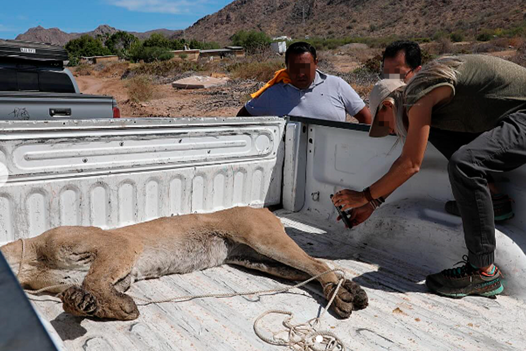 Puma fue encontrado sin vida en Loreto teorizan que se trato de envenenamiento BCS Noticias